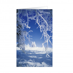 Winterland (5242)